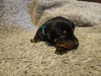 Kizzy kids, a female Doberman Pinscher for sale in Ontario, OH – Photo 7 of 9