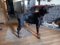 Kizzy kids, a female Doberman Pinscher for sale in Ontario, OH – Photo 9 of 9