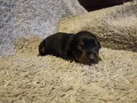 Kizzy kids, a female Doberman Pinscher for sale in Ontario, OH – Photo 5 of 9