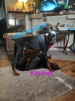 Kizzy kids, a female Doberman Pinscher for sale in Ontario, OH – Photo 3 of 9
