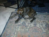 🔥Penny POTTY TRAINED , a female Doberman Pinscher and Cane Corso for sale in Mansfield, OH – 4 of 10
