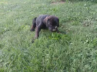 The Chub Cub🥰, a male Doberman Pinscher and Cane Corso for sale in Ontario, OH – 5 of 10