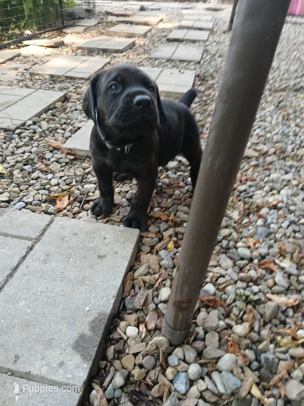 Boy 3 – Doberman Pinscher, Cane Corso puppy for sale in Ontario, OH