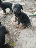 Blk&rust AKC, a male Doberman Pinscher for sale in Mansfield, OH – 8 of 10