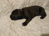 Boy 1, a male Doberman Pinscher and Cane Corso for sale in Ontario, OH – 5 of 9