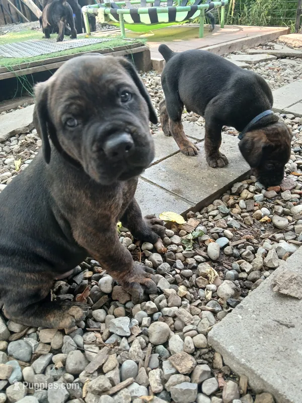 Boy 4 – Doberman Pinscher, Cane Corso puppy for sale in Ontario, OH