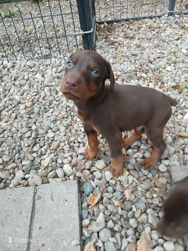 AKC red ♥️ male  – Doberman Pinscher puppy for sale in Mansfield, OH