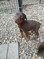 AKC red ♥️ male , a male Doberman Pinscher for sale in Mansfield, OH – 1 of 10