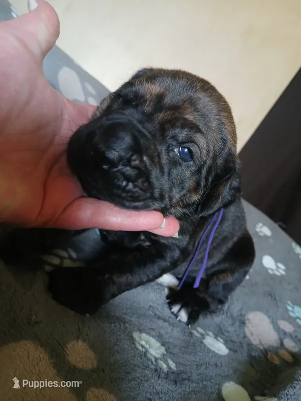 Girl 1 – Doberman Pinscher, Cane Corso puppy for sale in Ontario, OH