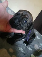 Girl 1, a female Doberman Pinscher and Cane Corso for sale in Ontario, OH – 1 of 10