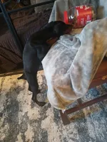 GORGEOUS Euro girl  "Baby Bi"🥰, a female Doberman Pinscher for sale in Mansfield, OH – 7 of 10