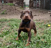 BOY-AVAILABLE-RED, a male Doberman Pinscher for sale in Ontario, OH – Photo 2 of 10