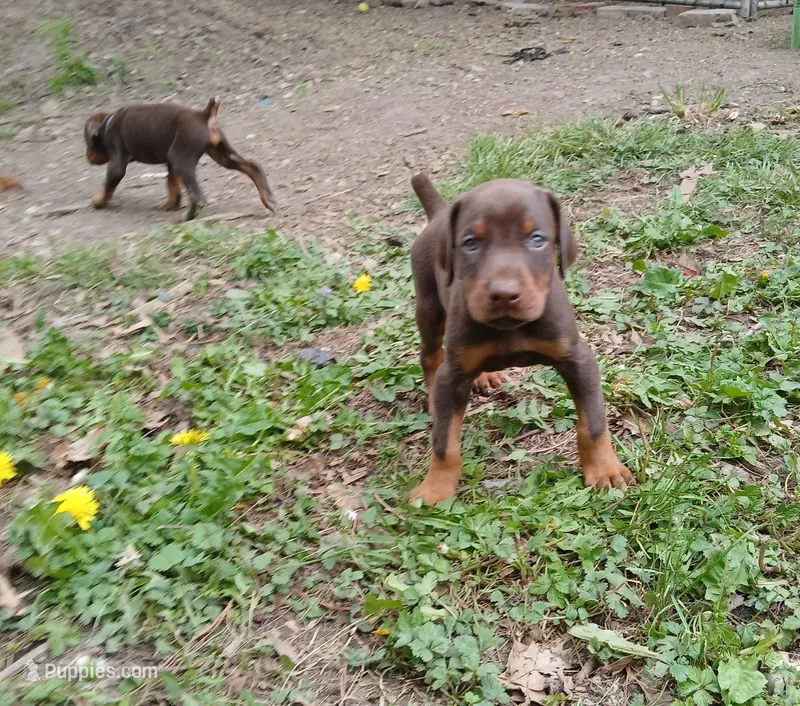 Red boy 3 – Doberman Pinscher puppy for sale in Ontario, OH