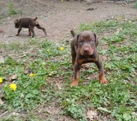 BOY-AVAILABLE-RED, a male Doberman Pinscher for sale in Ontario, OH – Photo 1 of 10