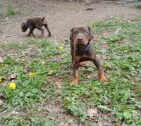 BOY-AVAILABLE-RED, a male Doberman Pinscher for sale in Ontario, OH – Photo 5 of 10