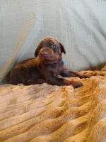 BOY-AVAILABLE-RED, a male Doberman Pinscher for sale in Ontario, OH – Photo 3 of 10