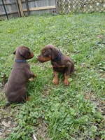 BOY-AVAILABLE-RED, a male Doberman Pinscher for sale in Ontario, OH – Photo 4 of 10