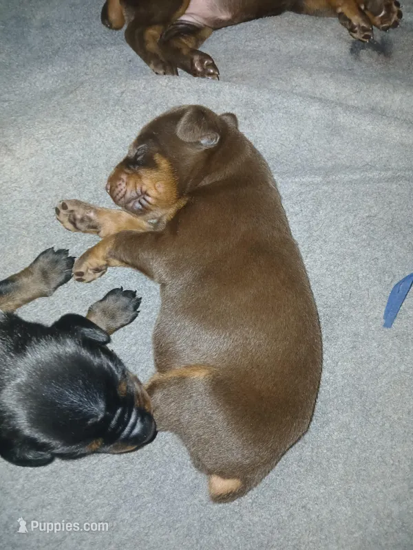 Red boy 3 – Doberman Pinscher puppy for sale in Ontario, OH