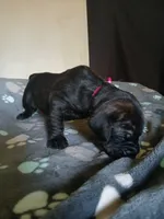 Girl 2, a female Doberman Pinscher and Cane Corso for sale in Ontario, OH – 3 of 10