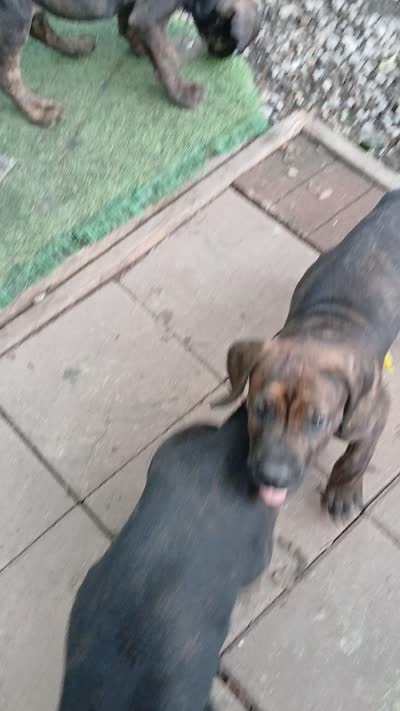 Chill, a male Doberman Pinscher and Cane Corso for sale in Ontario, OH – 10 of 10