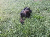 The Chub Cub🥰, a male Doberman Pinscher and Cane Corso for sale in Ontario, OH – 4 of 10