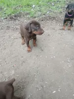 Red boy 1 AKC, a male Doberman Pinscher for sale in Mansfield, OH – 2 of 10