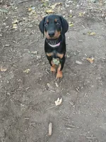Purple , a female Doberman Pinscher for sale in Mansfield, OH – 4 of 10
