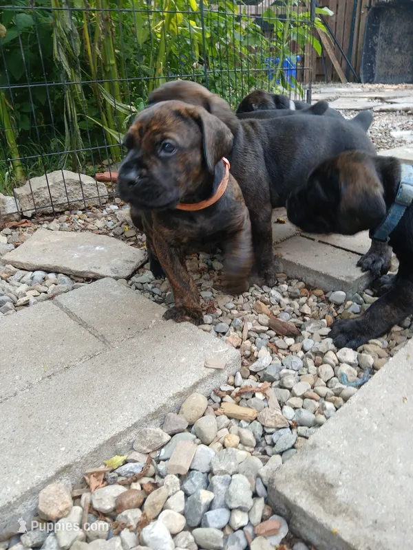 Girl 1 – Doberman Pinscher, Cane Corso puppy for sale in Ontario, OH