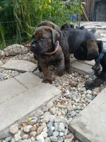 Petunia , a female Doberman Pinscher and Cane Corso for sale in Ontario, OH – 1 of 10
