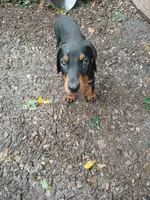 Full Euro pup "Amazon", a male Doberman Pinscher for sale in Mansfield, OH – 2 of 10