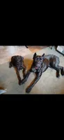 Chill, a male Doberman Pinscher and Cane Corso for sale in Ontario, OH – 7 of 10