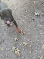 Pink, a female Doberman Pinscher for sale in Mansfield, OH – 8 of 10