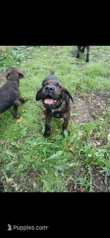 🥰🐻Pip – Doberman Pinscher, Cane Corso puppy for sale in Ontario, OH