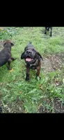 🥰🐻Pip, a male Doberman Pinscher and Cane Corso for sale in Ontario, OH – 1 of 10