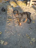 Pink, a female Doberman Pinscher for sale in Mansfield, OH – 7 of 10