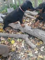 Pink, a female Doberman Pinscher for sale in Mansfield, OH – 3 of 10