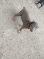 Red boy 1 AKC, a male Doberman Pinscher for sale in Mansfield, OH – 1 of 10