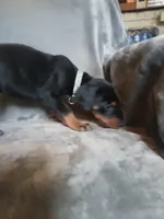 Amazon , a male Doberman Pinscher for sale in Ontario, OH – 1 of 7
