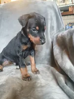 Uber- full Euro, a male Doberman Pinscher for sale in Erie, PA – 3 of 9