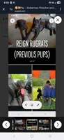 🔥Penny POTTY TRAINED , a female Doberman Pinscher and Cane Corso for sale in Mansfield, OH – 9 of 10