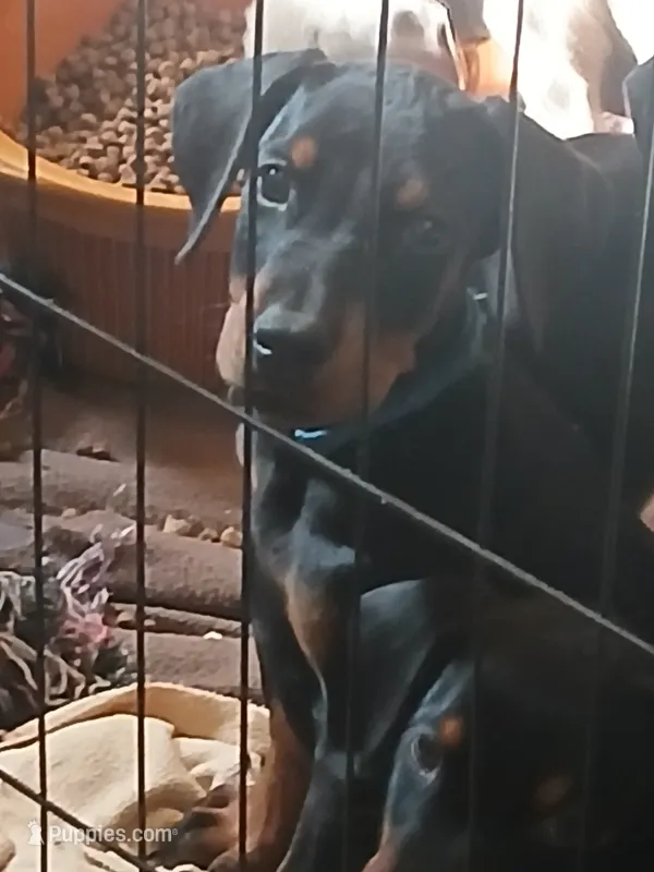 Dash Full Euro  – Doberman Pinscher puppy for sale in Mansfield, OH