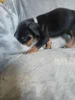 Amazon , a male Doberman Pinscher for sale in Ontario, OH – 7 of 7