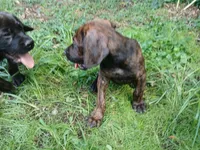 Penny 🏵🔥, a female Doberman Pinscher and Cane Corso for sale in Ontario, OH – 9 of 10