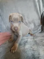 Etsy, a female Doberman Pinscher for sale in Ontario, OH – 7 of 8