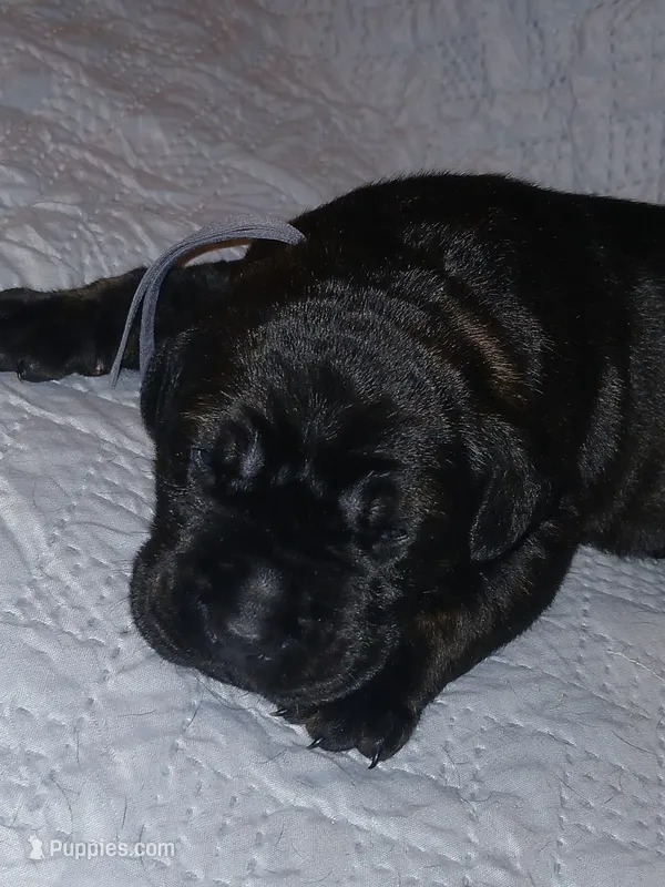 Boy 1 – Doberman Pinscher, Cane Corso puppy for sale in Ontario, OH
