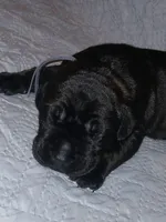 Boy 1, a male Doberman Pinscher and Cane Corso for sale in Ontario, OH – 1 of 9