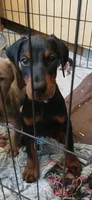 Full Euro pup RTG , a male Doberman Pinscher for sale in Mansfield, OH – 8 of 10