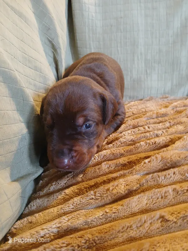 Red girl 2 – Doberman Pinscher puppy for sale in Ontario, OH