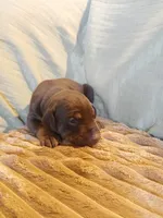 Reserved Female1, a female Doberman Pinscher for sale in Ontario, OH – 4 of 10