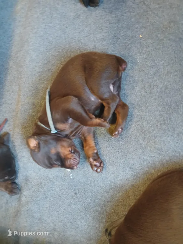 Red girl 2 – Doberman Pinscher puppy for sale in Ontario, OH